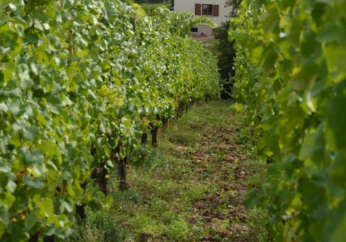 citykamp_destinations_colmar_vignoble