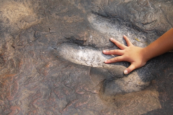 Child,Hands,Compared,With,Dinosaur,Footprints,In,The,Forest,Park
